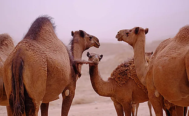 החוקרים איתרו תגית זיהוי (ארכיון) (יניב נדב, פלאש 90)