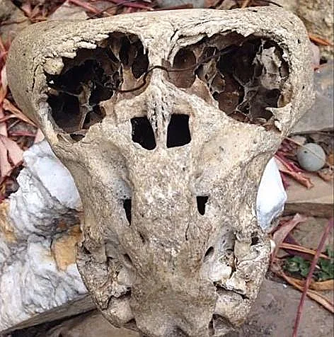 התגלה הקשר בין הנאצים לחייזרים