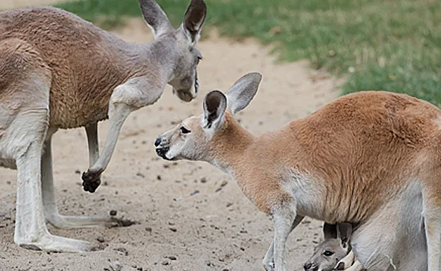 הח''כים דואגים לחיות הכיס (rf123, newrock555)