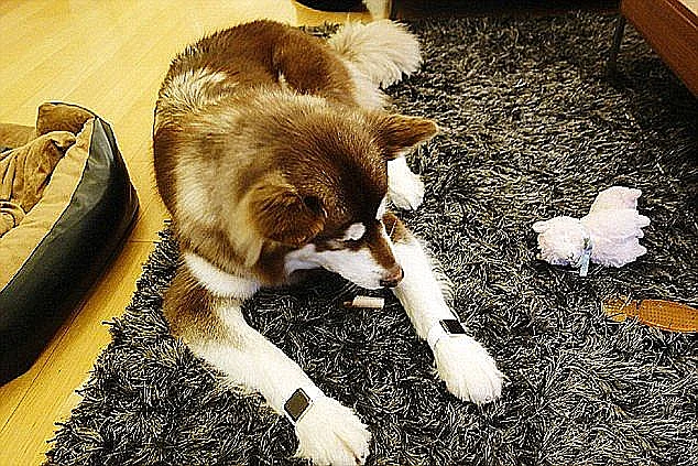 Husky wears two Apple Watches