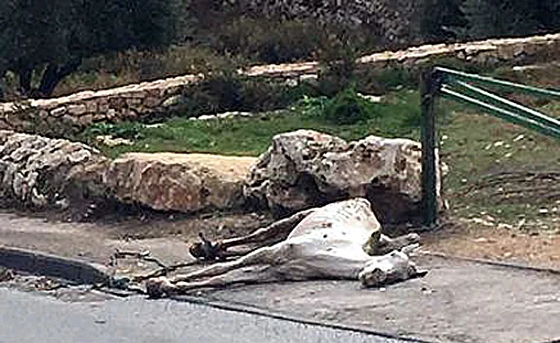 גופתו של הסוס נמצאה מוטלת ברחוב