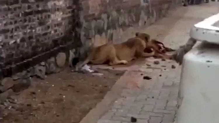 הלביאה לצד גופת הפרה