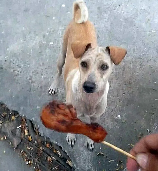 הסתכלה עליו במבט מתחנן