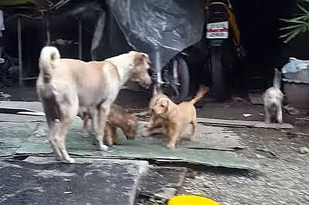 חולקת את האוכל עם גוריה