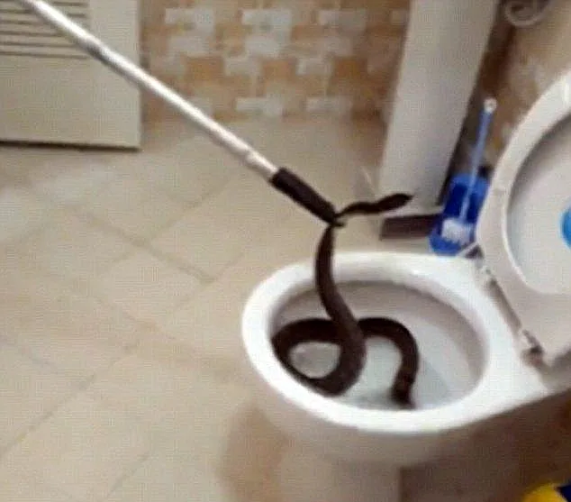 תפסו את הנחש בתוך האסלה