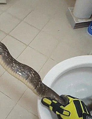 נאבקו לשלוף אותו