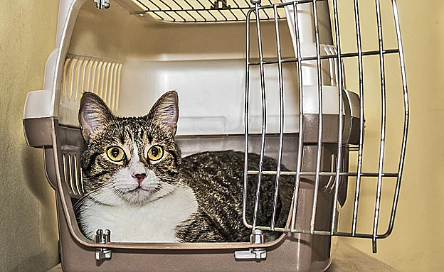 מי השאיר את הכלוב פתוח? (אילסוטרציה)