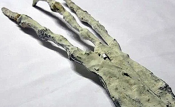 ''כף יד חיזרית''?