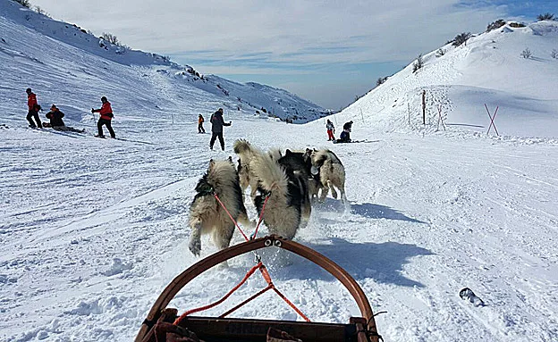 כלבי המזחלות באתר החרמון