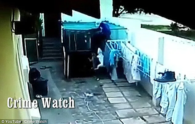 הכלבים מסתערים על הגנב