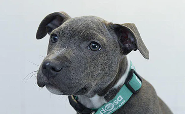 מקי - מתאוששת