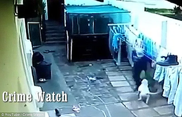 הפורץ משיב לכלבים בבעיטות ואגרופים