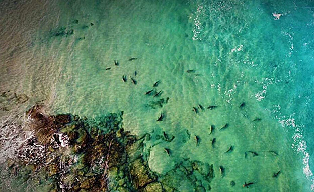 הכרישים נמשכים למים החמים (משטרת ישראל)