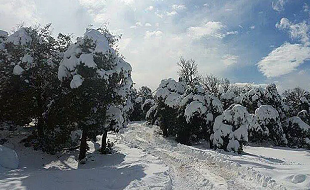 שלג קל בצפון בסוף השבוע (ארכיון)