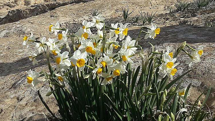 נרקיסים ליד דימונה - צילום אפי פרי (1)
