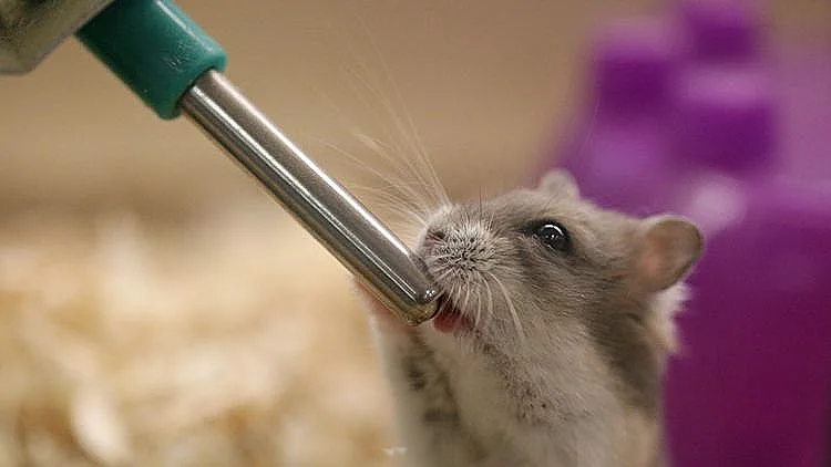 כדי לבחון את השערתו, בנה אלכסנדר ''פארק חולדות'' וניתנה להן הבחירה בין מי ברז רגילים ומים מהולים במורפיום