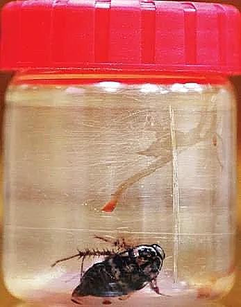 המקק לאחר חילוצו