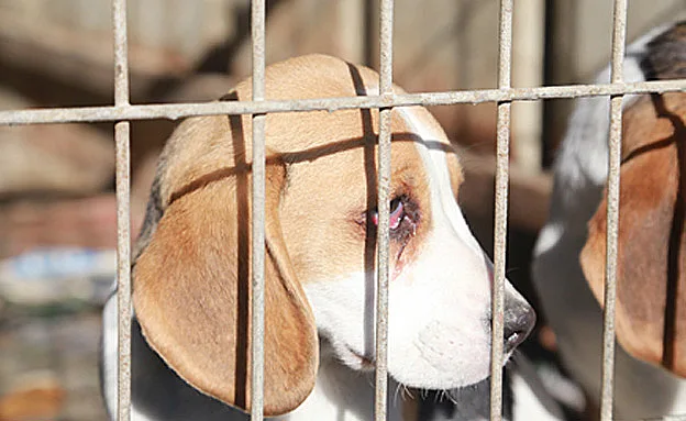גם כלבים בריאים רבים מומתים (יואב בן דב)