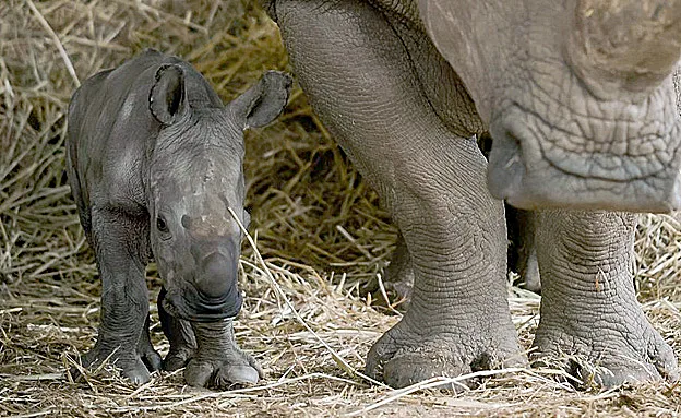 האם הטריה ורמי. ''מטפלת בו במסירות''