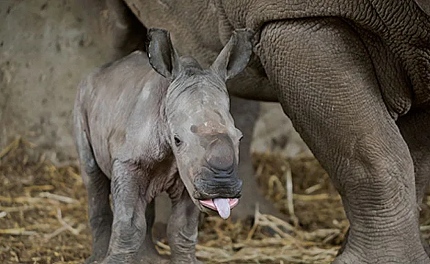 רמי הקטן מוציא לשון