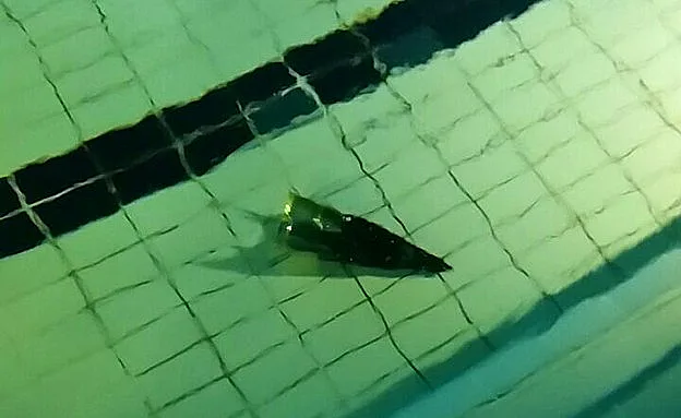 רסיס מהרקטה באילת