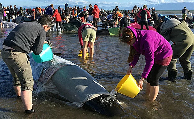 עשרות מתנדבים פועלים באיזור