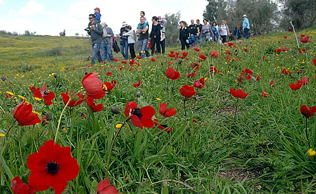 (פלאש 90, דודו גרישפן)