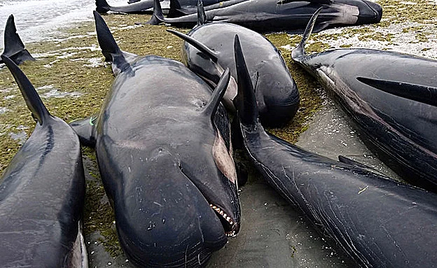 מרבית הלווייתנים לא שרדו