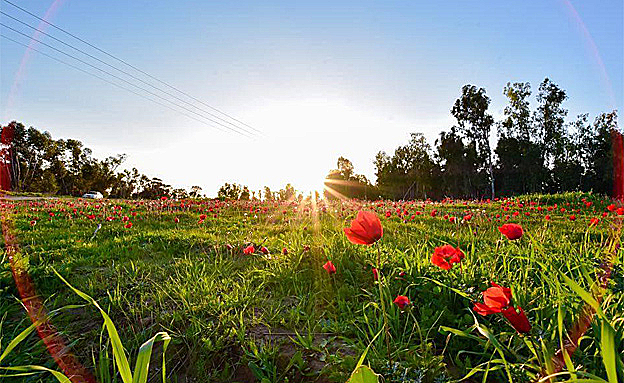 פריחת הכלניות בדרום (ארכיון