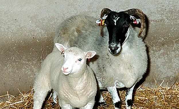 הכבשה דולי והאם הפונדקאית