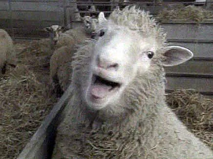 השאירה חותם בענף המחקר