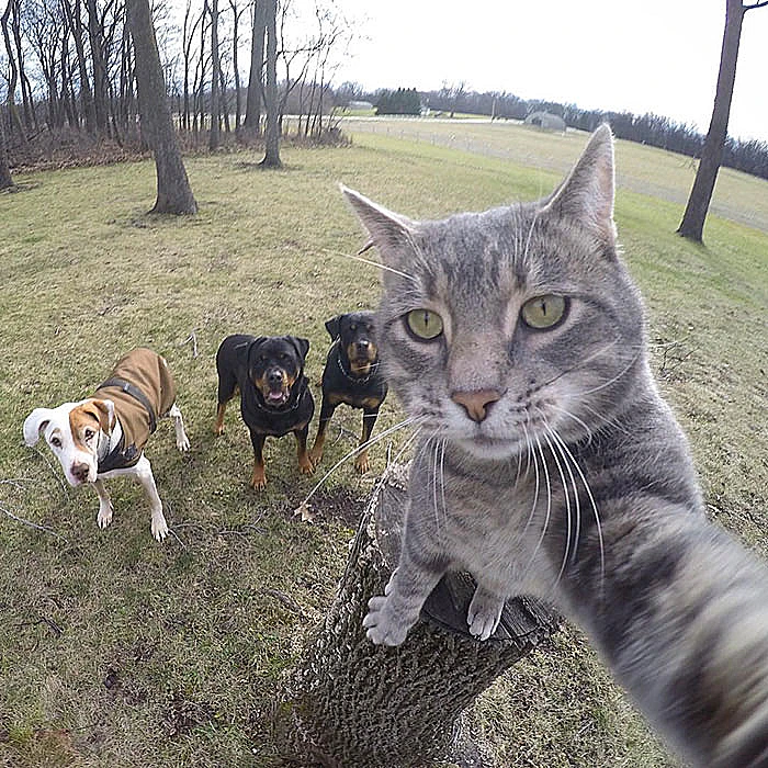 cat selfie