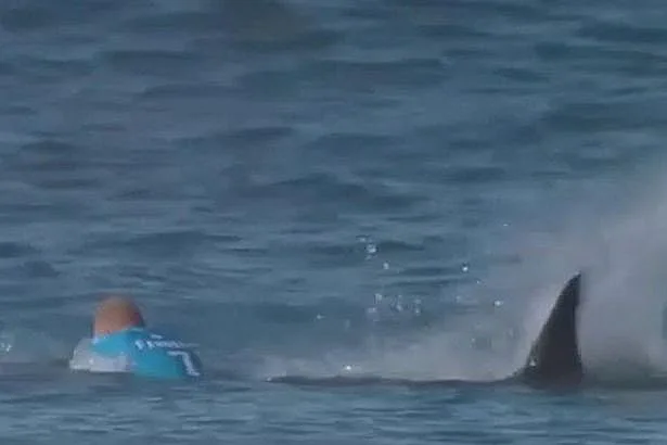 הכריש מגיע אל מיק בשידור חי