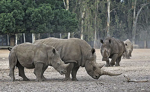 ''מצא את מותו'', טיבור בספארי