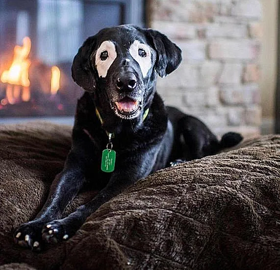 רודי, כלב הלברדור הסובל מויטיליגו