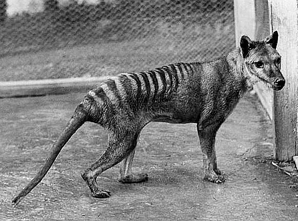 הנמר הטזמני האחרון - מת ב-1936