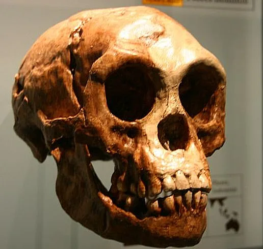 גולגולת 'קטנה' שנמצאה באינדונזיה