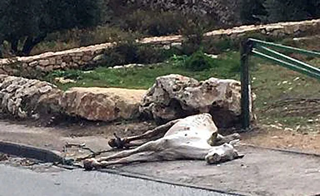 גופתו של הסוס נמצאה מוטלת ברחוב