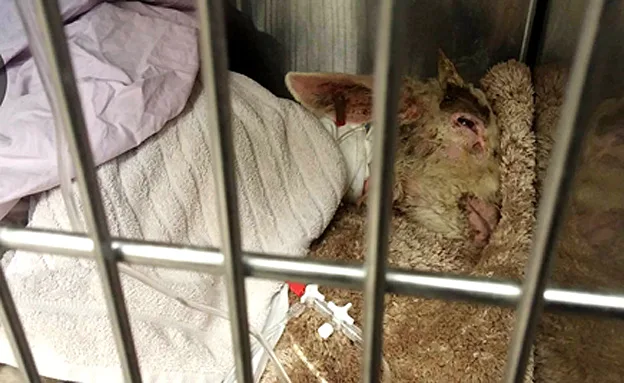 הטלה מקבל טיפול (ארגון DEX)