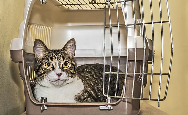 מי השאיר את הכלוב פתוח? (אילסוטרציה)