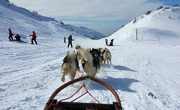 כלבי המזחלות באתר החרמון