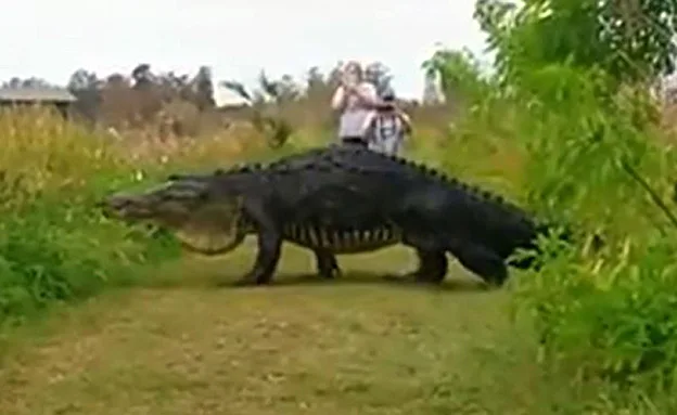 זוחל עצום באורך 4 מטרים תועד על ידי המבקרים