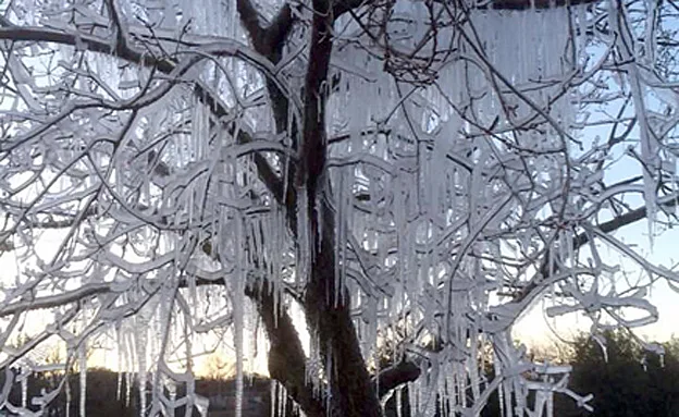 עץ עטוף בקרח במרום גולן (ליה ברזינסקי)