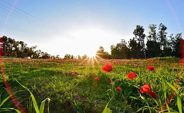 פריחת הכלניות בדרום (ארכיון