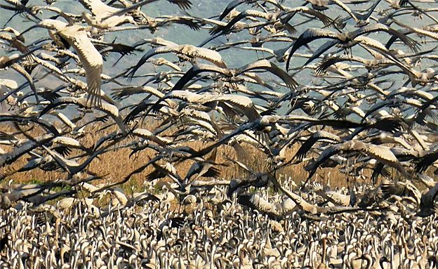 עגורים באגמון החולה