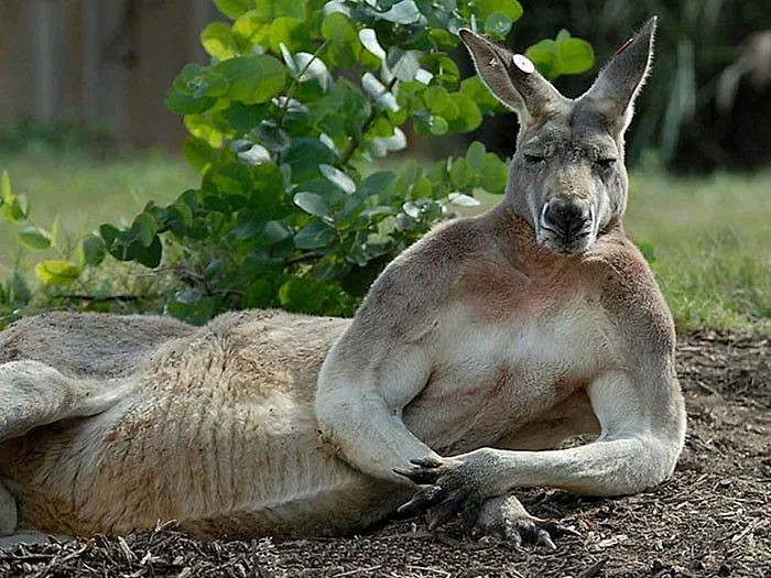 kangooroo