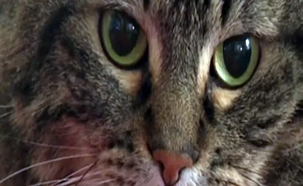 גרייסי החתולה