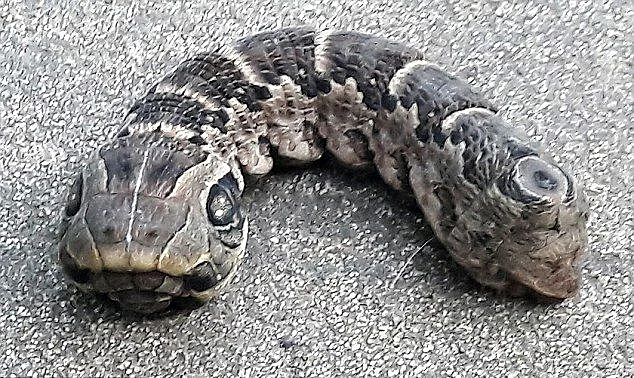 ''חשבתי שזה מוטציה של נחש''. היצור שנצאה בחצר