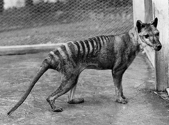 הנמר הטזמני האחרון - מת ב-1936