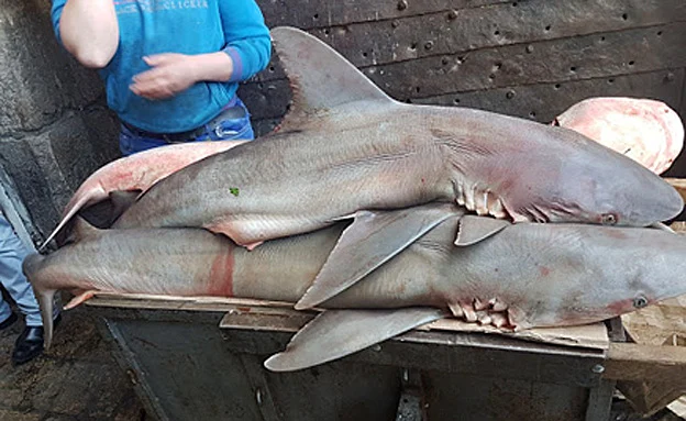 ''מראה קשה ולא שגרתי''